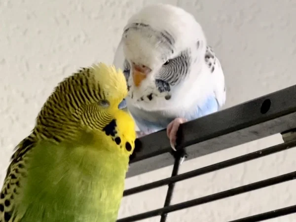 Wellensittich-Bild: Hallo Rocky..magst du mich?