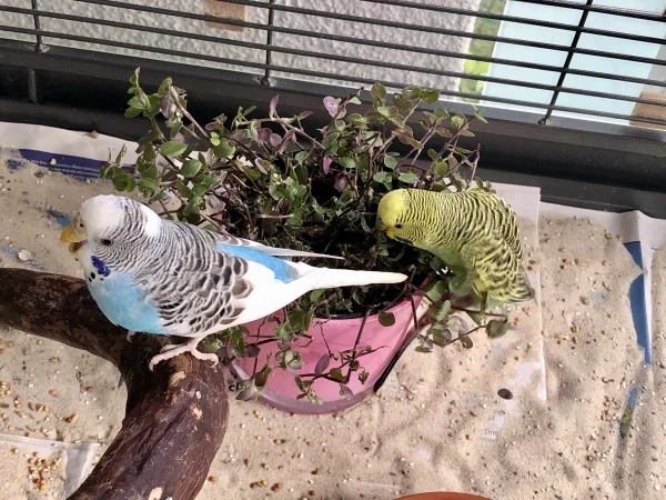 Wellensittich-Bild: Rocky du darfst jetzt weiter fressen, ich bin voll!