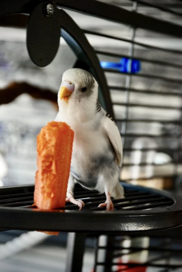 Wellensittich-Bild: Gibt es Möhren ist Yuki immer dabei.