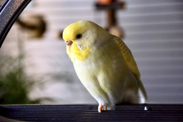 Wellensittich-Bild: Bonnie ist eine ganz liebe Dame, sie fängt nie einen Streit an und hat viel Geduld. Sie kann sich aber wehren, wenn es ihr zu bunt wird.