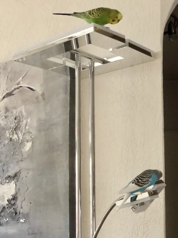 Wellensittich-Bild: Hey Charly wir sind doch immer hier oben, was machst du den jetzt da unten? Soll ich auch kommen!