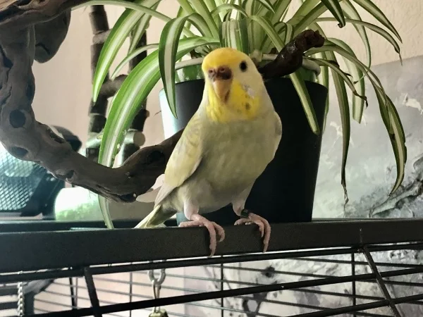 Wellensittich-Bild: Bonnie ist ein stolzer etwas zurückhaltender und sehr vorsichtiger Vogel, aber sie macht Fortschritte und wird immer mutiger. Alle akzeptieren und respektieren die gute Dame.