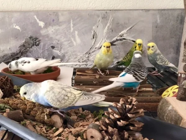 Wellensittich-Bild: Was die vier sich wohl zu erzählen haben? Lucy und Yuki interessiert es auf jedenfalls nicht. Sie suchen sich lieber was leckeres zu fressen.