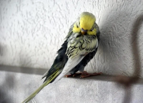 Wellensittich-Bild: Clyde will glaube ich irgend jemand beeindrucken und putzt sich gerade besonders gründlich.
