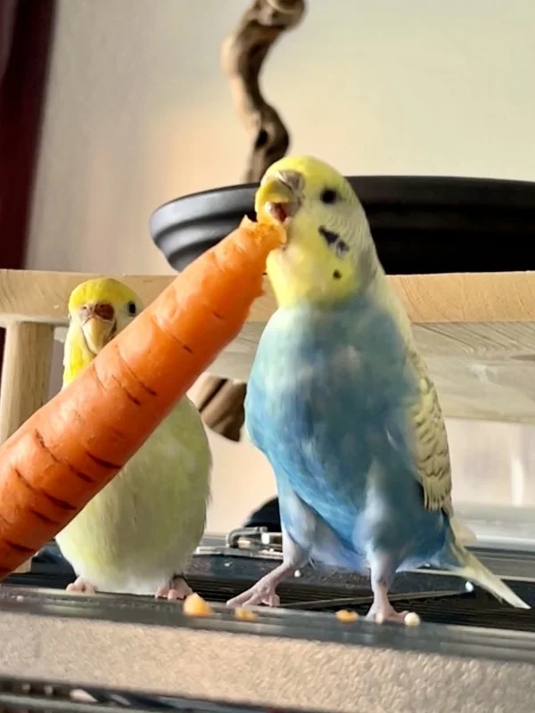Wellensittich-Bild: Alle lieben dieses orange Ding