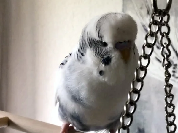 Wellensittich-Bild: Yuki unser kleiner Tollpatsch sitzt friedlich auf seiner Schaukel und beobachtet das treiben seiner Spielkameraden.
