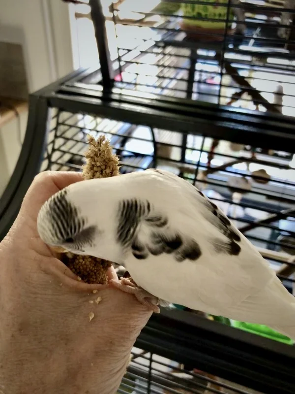 Wellensittich-Bild: Yuki lernt schnell!