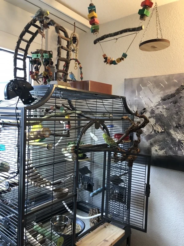 Wellensittich-Bild: Es ist immer was los im Budgiehouse und auch uns Felos wird es nie langweilig. Wenn nicht gerade geputzt, gesaugt, essen zubereitet oder gespielt wird mit den Kleinen, dann sitzt man da trinkt Kaffee und beobachtet.