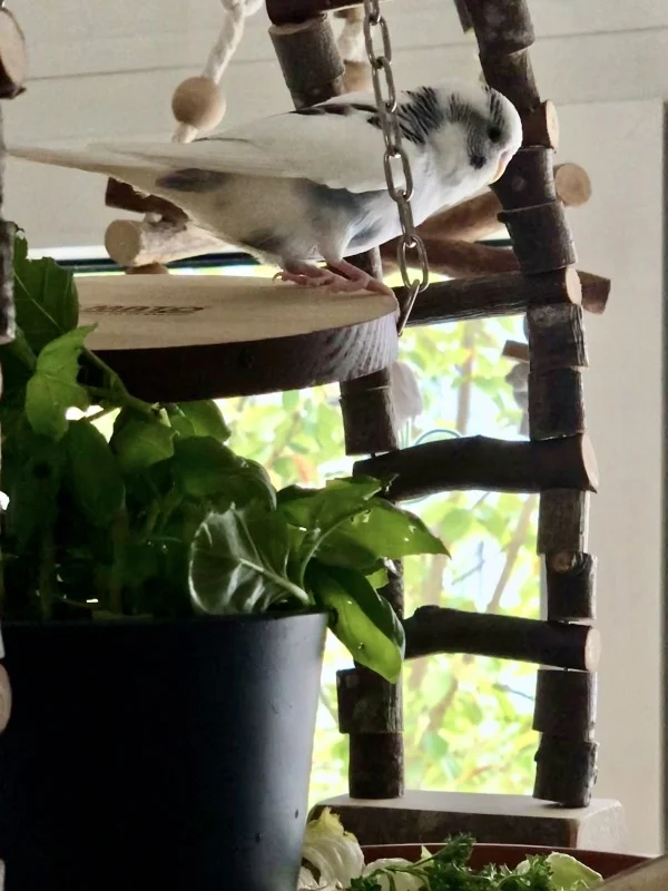 Wellensittich-Bild: Was machen die da unten..soll ich runter oder bleiben?