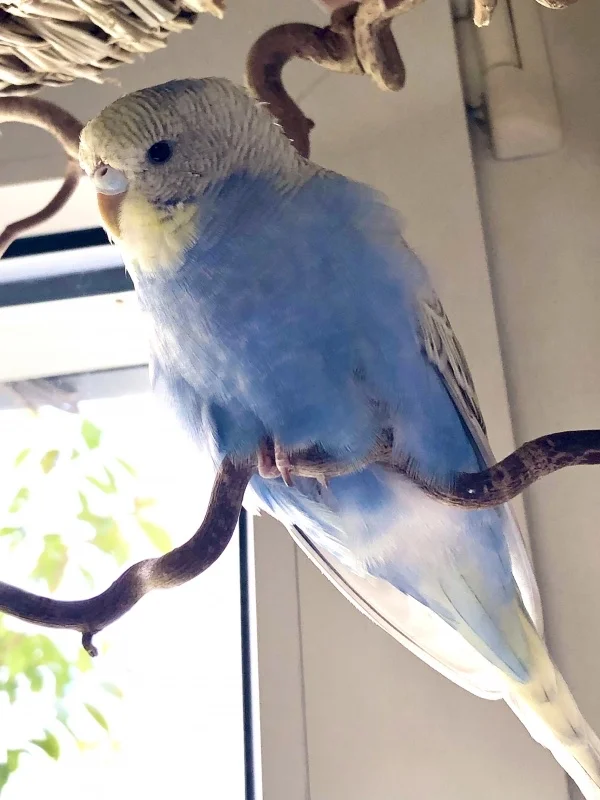 Wellensittich-Bild: Du kleine Ausreisserin, es gefällt dir doch bei uns. Mach das nie mehr! Es ist viel zu gefährlich da draussen in dieser grossen Welt. Ein Schutzengel hat sie wieder zu uns zurückgebracht.