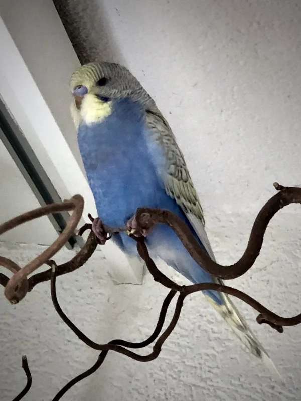 Wellensittich-Bild: Das ist Lucy unser Neuzugang