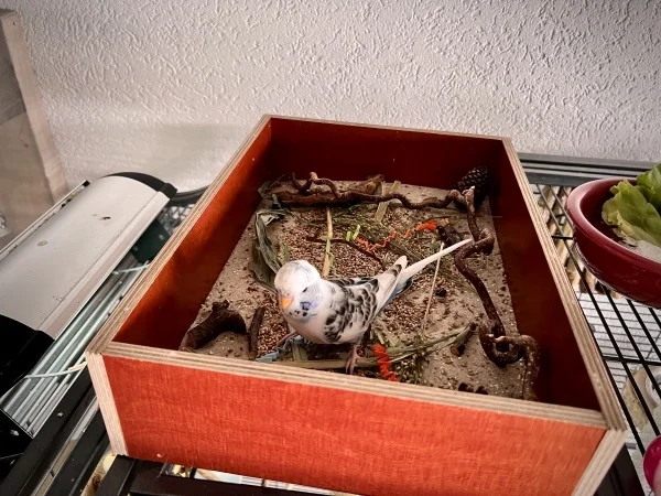 Wellensittich-Bild: Der kleine Mann vergnügt sich in der Wühlkiste
