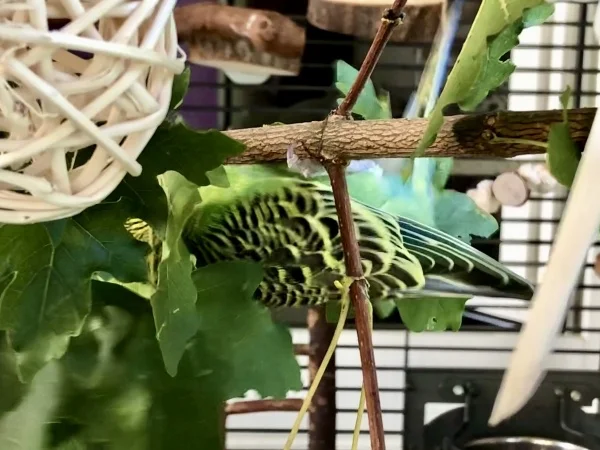 Wellensittich-Bild: Wo steckt Rocky? Gut getarnt! 
Nur zur Erklärung - Das Bild steht nicht auf dem Kopf - Rocky hängt wirklich an dem Ast 
(s. links oben die Kugel oder rechts im Hintergrund, kann man ein Stück von der Hängebrücke sehen.) Sorry, das Bild ist etwas speziell aufgenommen deshalb meine Erklärung.