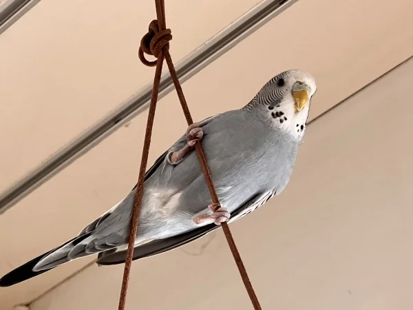 Wellensittich-Bild: Luna ist flink und klettert wie eine Weltmeisterin.