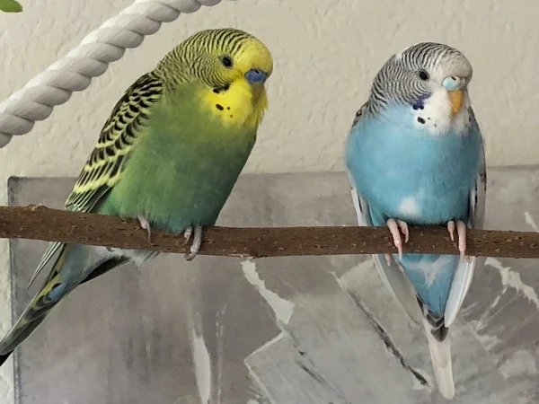 Wellensittich-Bild: Darf ich vorstellen > wir sind Rocky und Charly