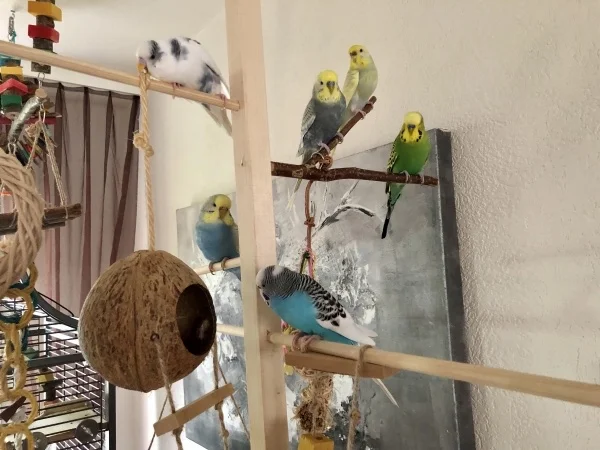 Wellensittich-Bild: Keine Angst das Coco-Häuschen hängt nur kurz da.ich fülle es  mit Hölzchen, Tannenzapfen usw. und die Wellis haben dann riesigen Spass daran es auszuräumen und alles auf den Boden zu schmeissen. Ist es leer kommt es sofort wieder weg.
