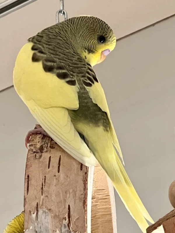 Wellensittich-Bild: Ohlala Jacky, hast dich aber schön rausgeputzt!