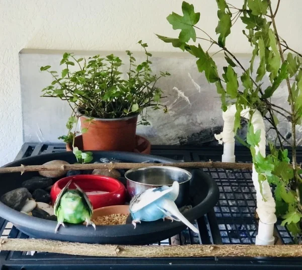 Wellensittich-Bild: Alle meine Wellis essen ihre Körner...essen ihre Körner, Köpfchen in die Schale, Schwänzchen in die Höhe.