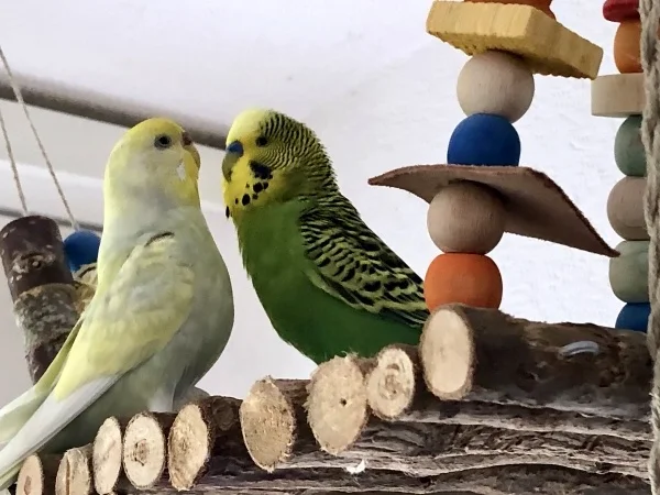 Wellensittich-Bild: Bonnie und Rocky können nicht von einander lassen.