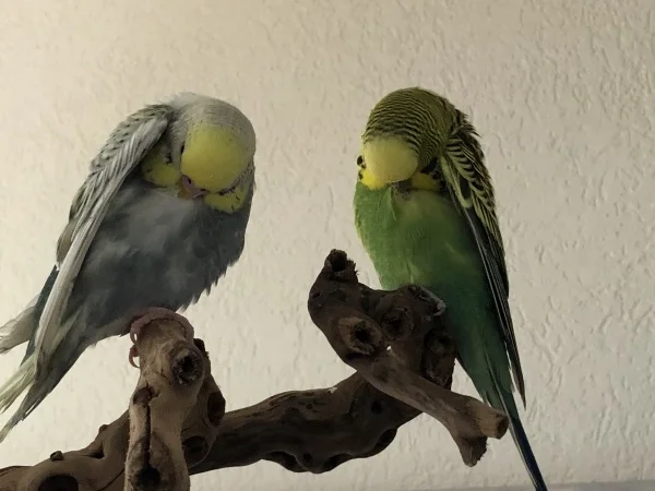 Wellensittich-Bild: Wenn sich Flauschis putzen sind sie einfach süss anzuschauen.