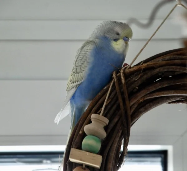 Wellensittich-Bild: Lucy macht ein Nickerchen. Wahrscheinlich war alles etwas anstrengend für sie heute. Einzug, Transport, Tierarzt neue Freunde kennenlernen usw.