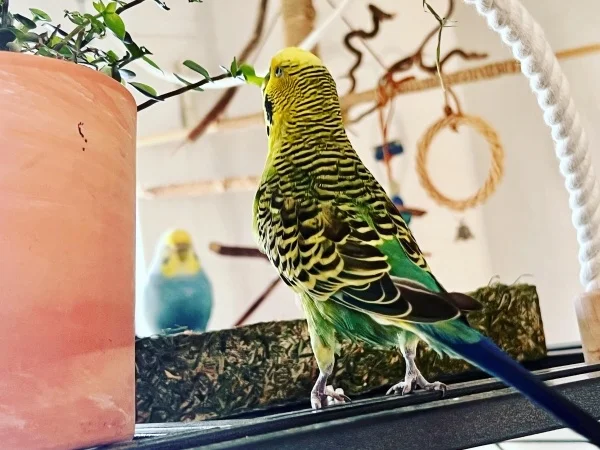 Wellensittich-Bild: Warum muss immer alles so weit weg sein?