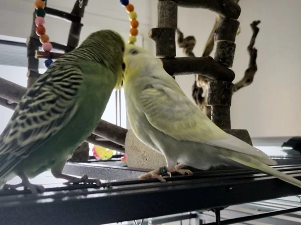 Wellensittich-Bild: Rocky und Bonnie sind verliebt.