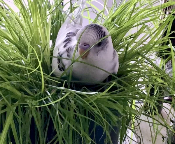 Wellensittich-Bild: Yuki liebt das Grünzeug und setzt sich immer gleich mitten in die Pflanze.
