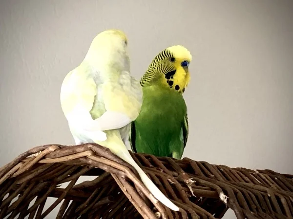 Wellensittich-Bild: Ein Herz und eine Seele sind die beiden.