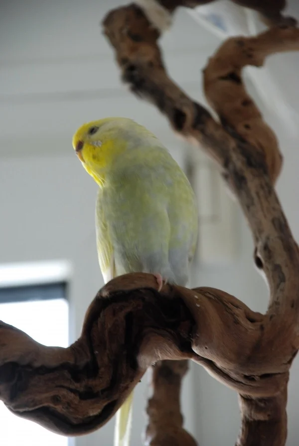 Wellensittich-Bild: Einen tollen Schlafplatz hat sich Bonnie da ausgesucht.