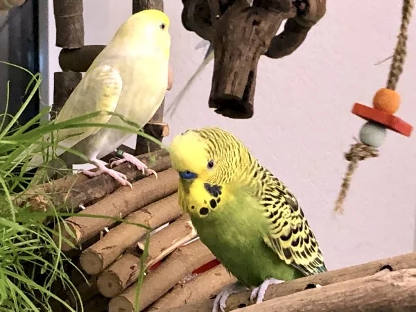 Wellensittich-Bild: Diese zwei Turteltäubchen sitzen ständig zusammen. 