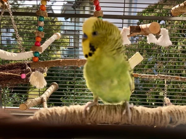Wellensittich-Bild: Rocky aufgeweckt und spielfreudig