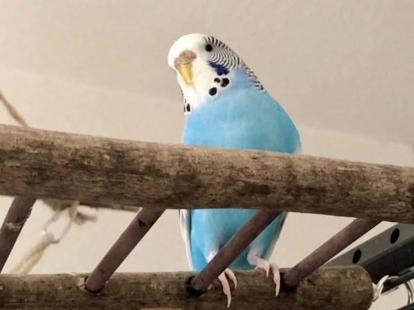 Wellensittich-Bild: Charly ist wartet geduldig den richtigen Moment ab, bis sie sich an die Hirse machen kann.