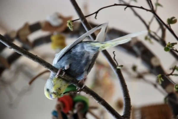 Wellensittich-Bild: Mmh sind das feine Knospen!