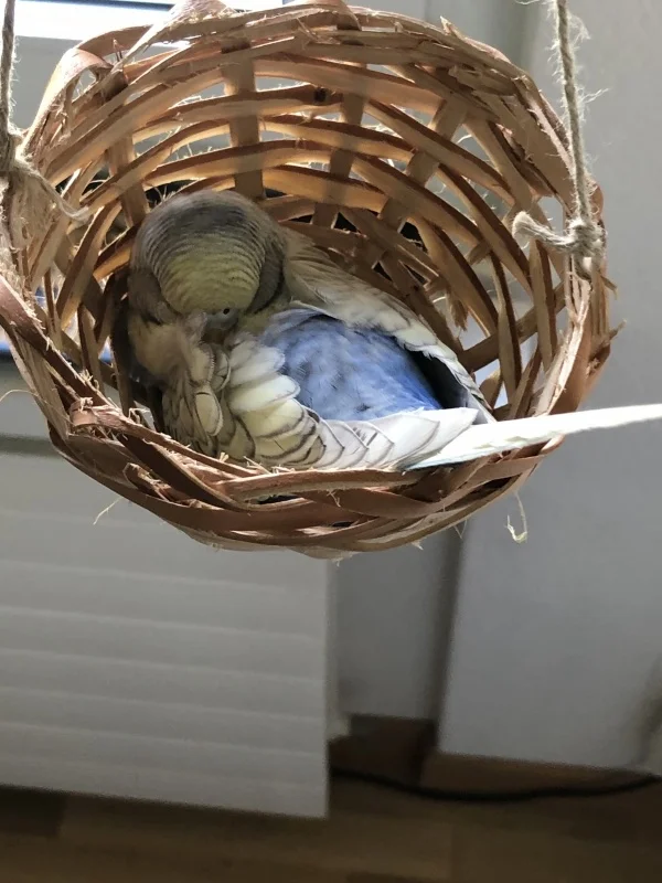 Wellensittich-Bild: Nachdem ich Lucy überall gesucht habe, fand ich sie in diesem kleinen Körbchen, eingerollt und schlafend. Ich finde die kleine süsse Maus so zuckersüss.