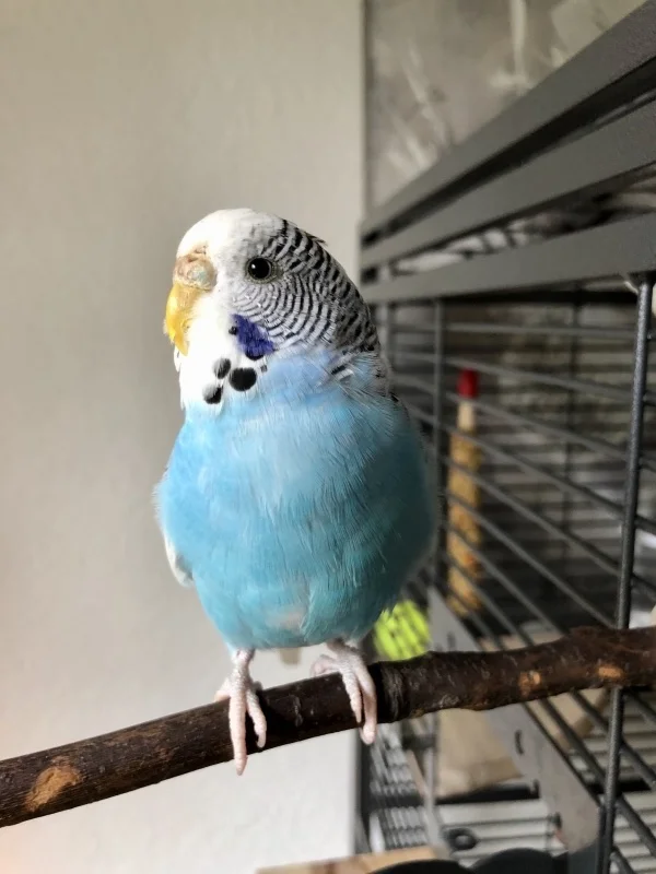Wellensittich-Bild: Charly ist ganz entspannt, guckt aus dem Fenster und genießt.