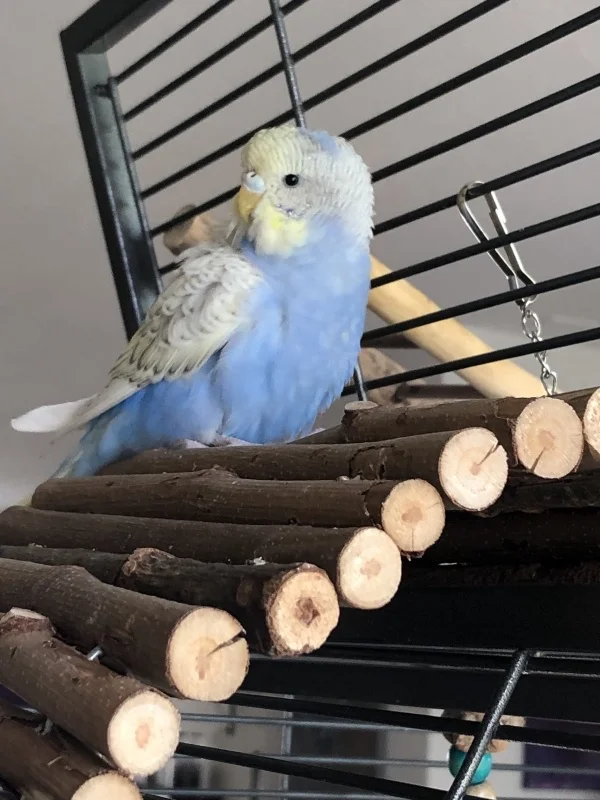 Wellensittich-Bild: Lucy macht es gerade bequem für den Mittagsschlaf
