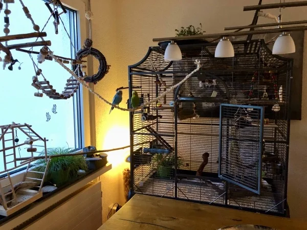 Wellensittich-Bild: Langsam wird es dunkel, doch Charly und Rocky scheint dies egal zu sein. Sie sitzen immer noch ausserhalb der Voliere und schnattern vor sich hin und bewegen sich nicht vom Fleck.