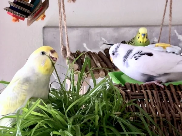 Wellensittich-Bild: Ich nenne sie Grashüpfer, weil sie sich immer in der Topf setzen müssen und nicht nur dass, sie zupfen auch die ganze Erde aus dem Topf und hinterlassen eine Riesen Sauerei.
