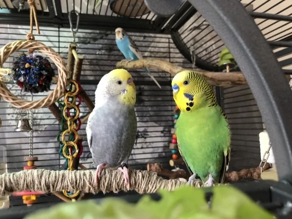 Wellensittich-Bild: Die beiden Jungs verstehen sich einfach super. Sie sind inzwischen dicke Freunde.