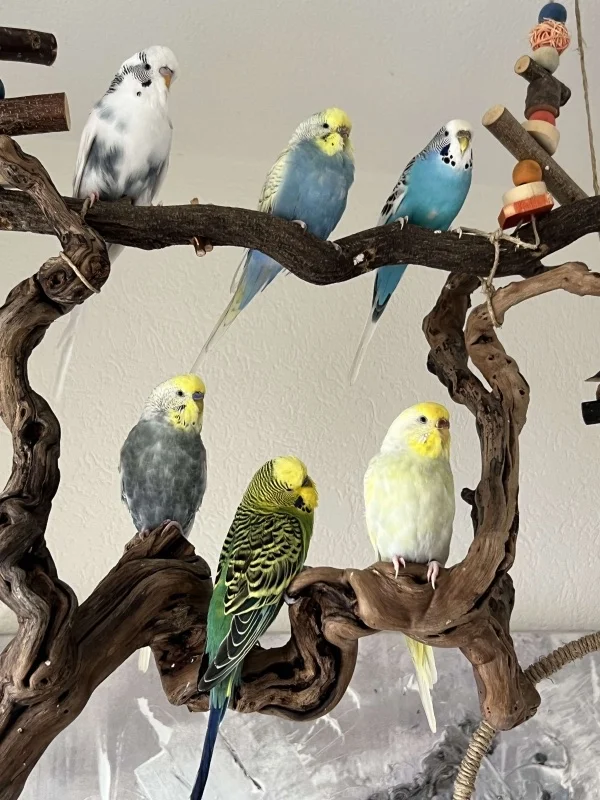 Wellensittich-Bild: Meine Familie komplett