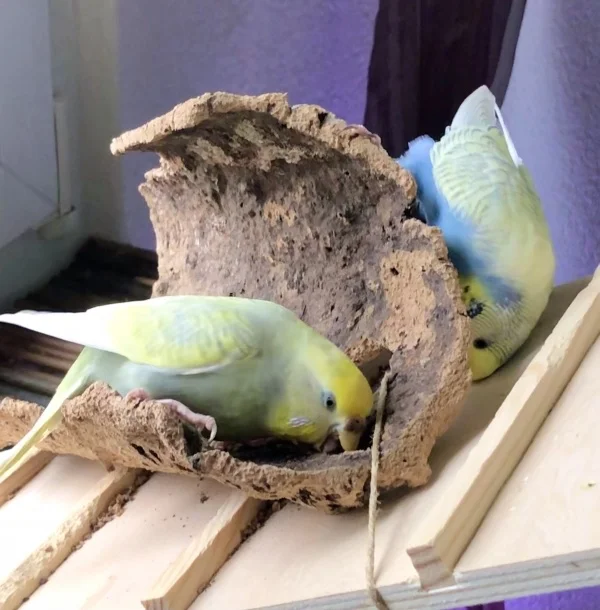 Wellensittich-Bild: Meine 2 Hennen sind ganz wild am Schreddern und können nicht von diesem Korkteil lassen.
