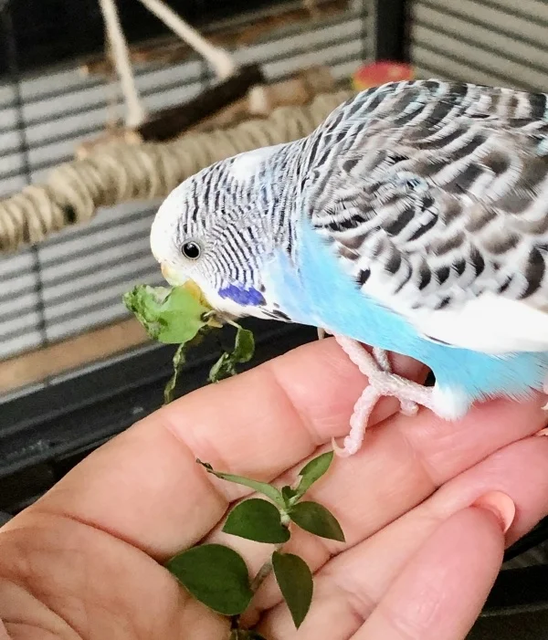 Wellensittich-Bild: Charly ist flink und immer die Nr. 1, wenn es ums  fressen geht. Partner Rocky ist voll Gentlemen und lässt sie.