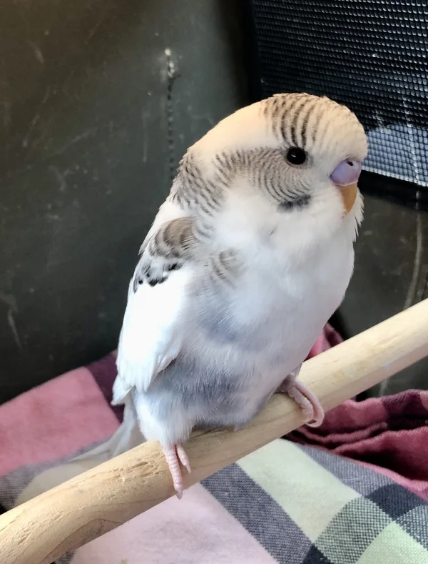Wellensittich-Bild: Darf ich vorstellen, ich bin Yuki. Hier sitze ich noch im Transportkäfig auf dem Weg in mein neues Zuhause. Man hat mir geflüstert, dass ich ganz coole neue Kumpels bekomme und die neue Felo, soll auch ganz nett sein. Mal schauen, ich berichte euch später mehr darüber, nachdem ich mich etwas eingelebt habe.