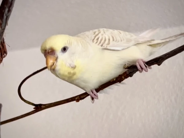 Wellensittich-Bild: Wie es der Name schon sagt, ist sie die kleine Königin.