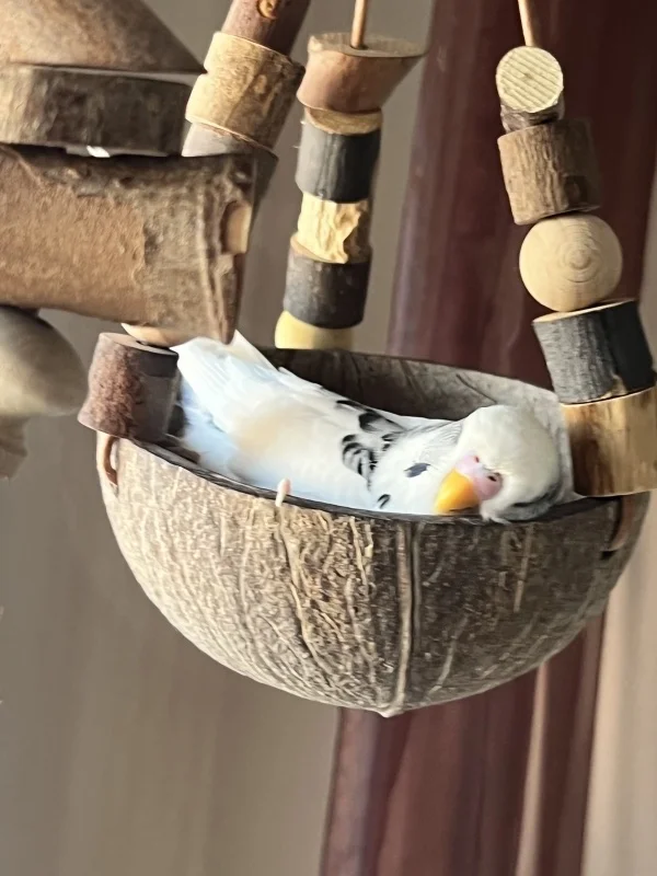 Wellensittich-Bild: Yuki geniesst ein Nickerchen in der Schale.