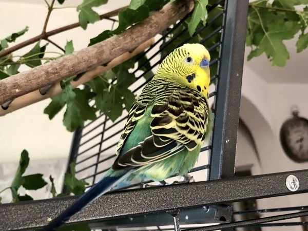 Wellensittich-Bild: Rocky zeigt sich wiedermal von seiner schönsten Seite.