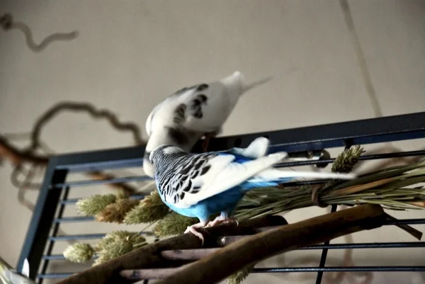 Wellensittich-Bild: Gibt es was leckeres Charly ist immer sofort dabei.