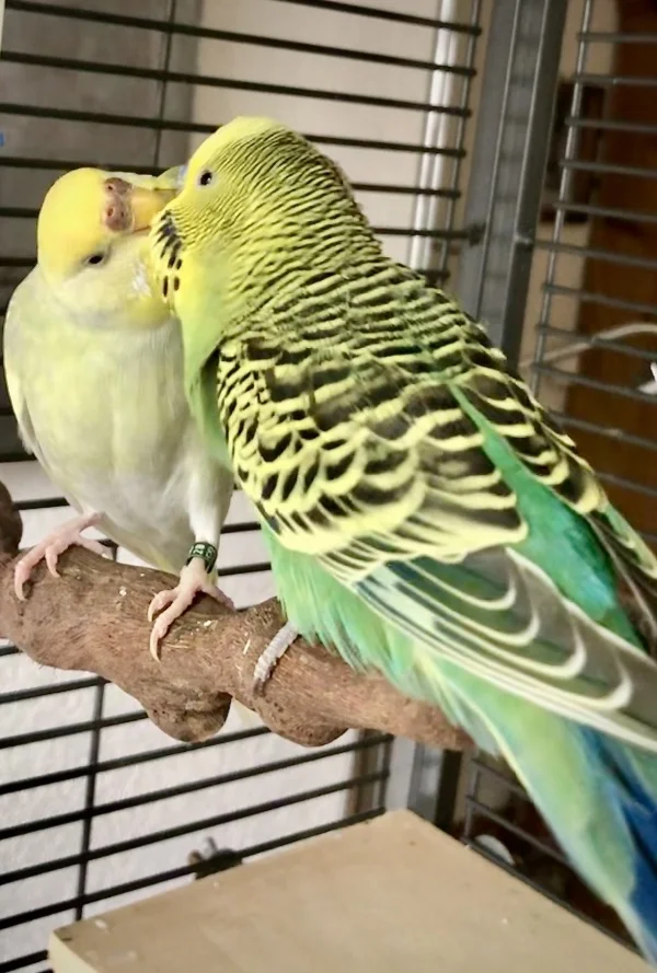 Wellensittich-Bild: Meine zwei Turteltäubchen. Rocky gibt alles um Bonnie zu gefallen und Bonnie nimmt es gerne an.
