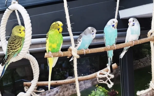 Wellensittich-Bild: v.l.nach r. Rocky, Vater, Charly, Mutter, Bruder